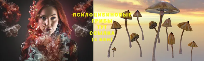 дарнет шоп  Железногорск-Илимский  Галлюциногенные грибы Magic Shrooms 